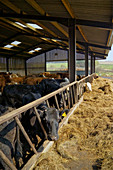 Cows feeding in a barn