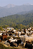Livestock on a farm