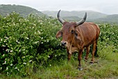 Xhosa long-horned cattle