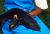 Captured Siberian sturgeon (Acipenser baeri)