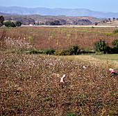 Workers picking raw cotton