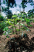 A cassava plant cultivated in Trinidad rain forest