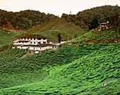 Tea plantation in Cameron Highlands,Malaysia
