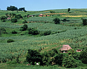 Sugar cane fields in Fiji