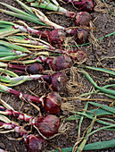 Onion (Allium 'Red Baron')
