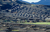 Vineyard in lava rock dugouts