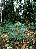 Cassava plantation