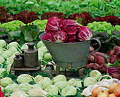 Red cabbages on a set of scales