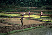 Paddy field workers