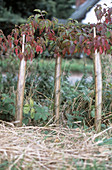 Hedgerow planting