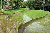Terraced paddy field