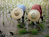 Rice farmers