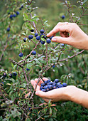 Picking sloe fruit (Prunus spinosa)