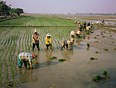 Rice farmers