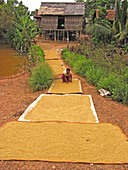 Rice grains drying