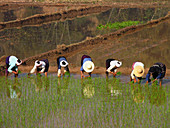 Workers planting rice