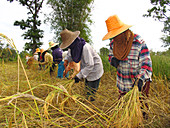 Rice harvest
