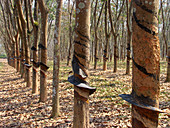 Rubber tree plantation