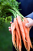 Harvested organic carrots