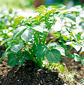 Potato plant