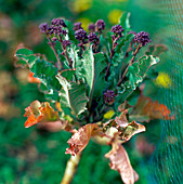 Purple sprouting broccoli