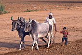 Farmer driving cattle,India