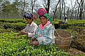 Tea pickers