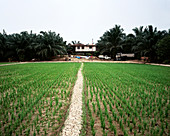 Rice paddy field,Malaysia