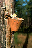 Tapping resin from a tree