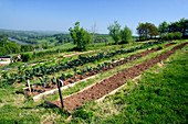 Organic vegetable plot