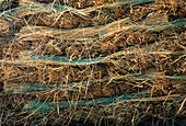 Layers of harvested hay