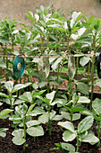 Broad beans (Vicia faba 'Red Epicure')