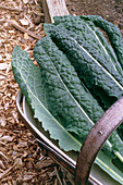 Organic black kale cabbage