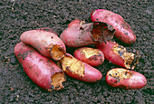 Potatoes eaten by pests