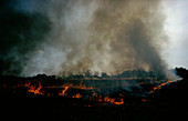 Burning stubble in a field