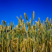 Unripe wheat