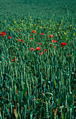 Poppies & other weeds growing in a field of wheat