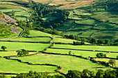 Farmland in north Wales,sheep grazing in distance