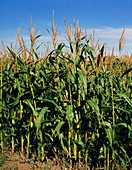 Maize in a field in Yorkshire