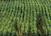 Fields cultivated with sweet sorghum plants