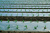 Maize grown under biodegradable plastic,France