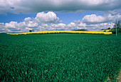 Fields of a cereal crop and oil seed rape