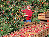 Man harvesting apples by hand