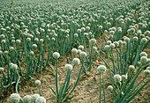 Flowering onion crop grown for its seed