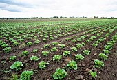 Field of organic lettuces (Lactuca sp.)