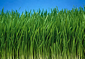 Organically grown wheat grass,Triticum sp