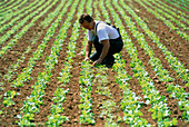 Farmer tending to organic lettuces (Lactuca sp.)