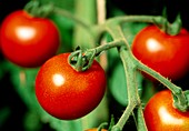 Organic tomatoes (Lycopersicon sp.) on the plant