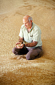 Farmer inspecting grain