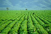 Peanut crop